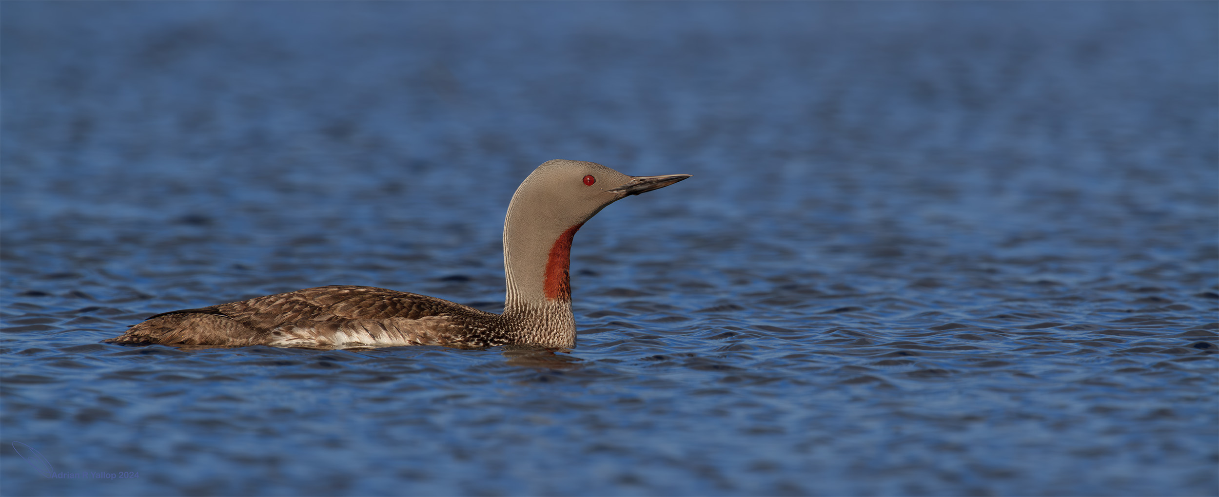 Gavia stellata